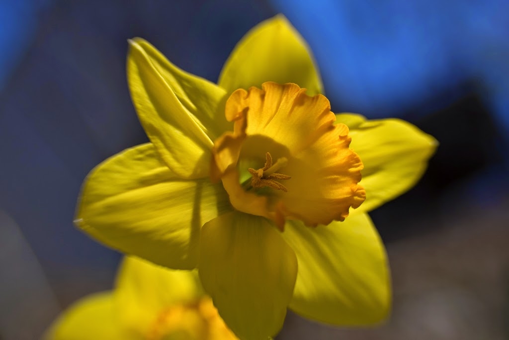 single daffodil